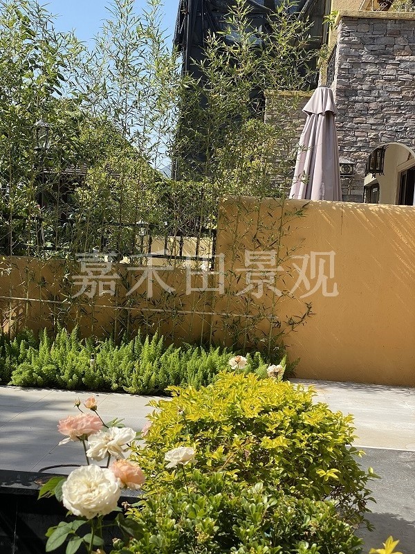 在設(shè)計別墅花園時如何養(yǎng)好菊花？